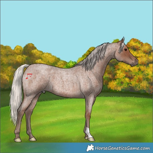 Horse Color:Silver Blue Roan 