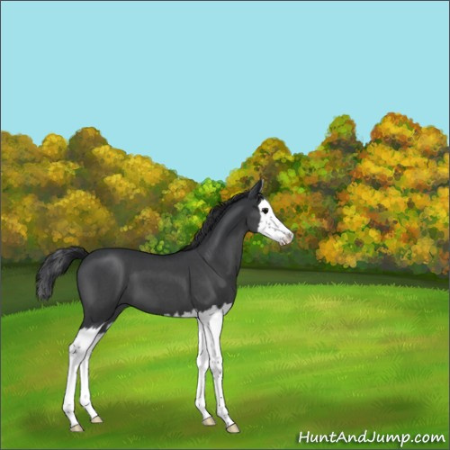 Horse Color:Blue Roan Splash 