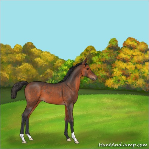 Horse Color:Bay Roan 