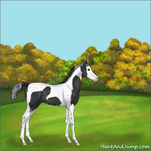 Horse Color:Black Splash Tobiano 