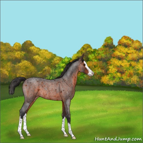 Horse Color:Brown Roan Splash Rabicano 