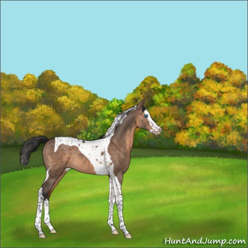 Horse Color:Brown Dun Splash Tobiano Rabicano 