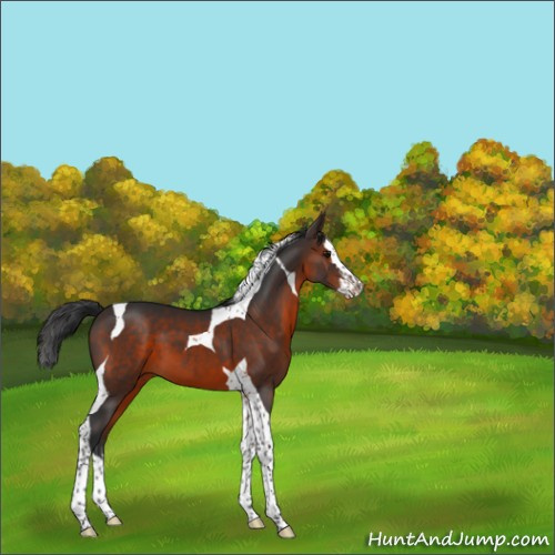 Horse Color:Brown Splash Tobiano 