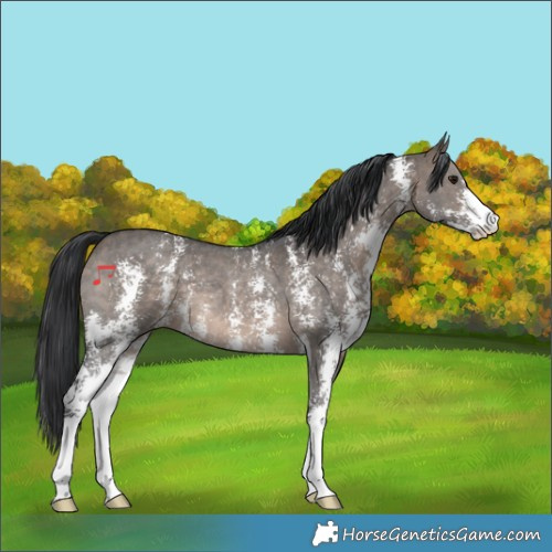 Horse Color:Brown Dun Sabino 