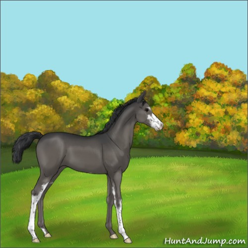 Horse Color:Grullo Sabino 
