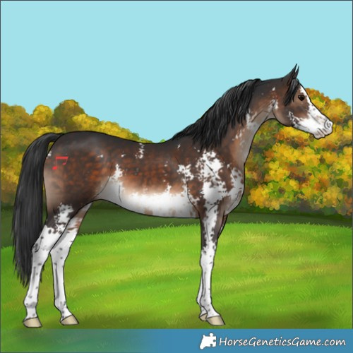 Horse Color:Brown Sabino 