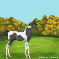 Horse Color:Black Tobiano