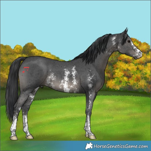 Horse Color:Black Sabino 