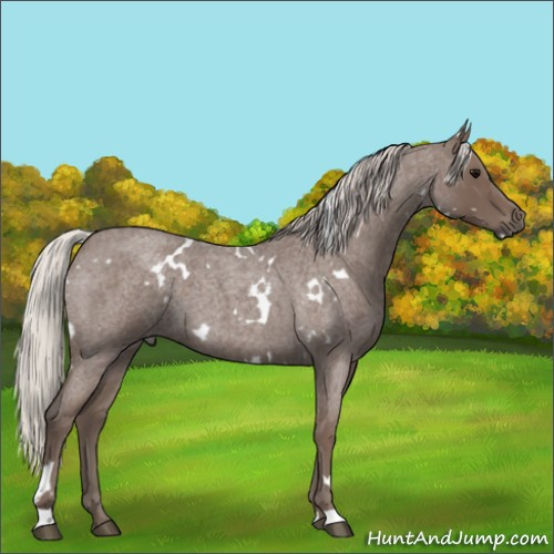 Horse Color:White Spotted Silver Blue Roan 