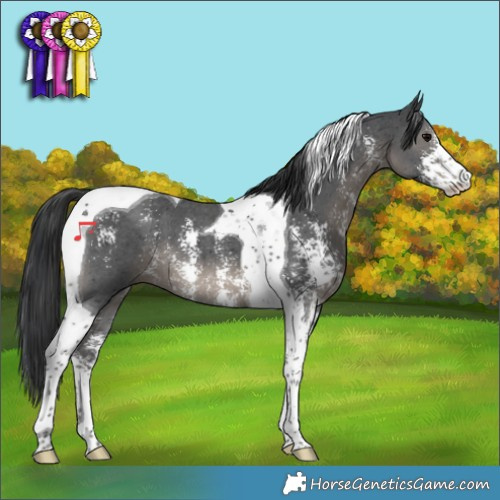 Horse Color:Black Sabino Tobiano 