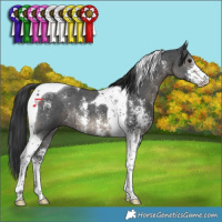 Horse Color:Black Sabino Tobiano 