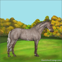 Horse Color:White Spotted Silver Blue Roan 