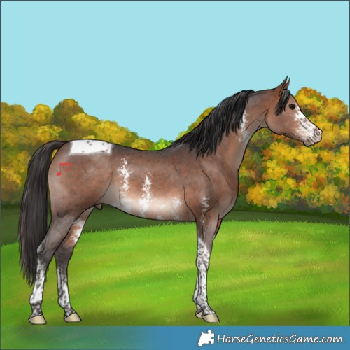 Horse Color:Bay Mushroom Sabino Tobiano 