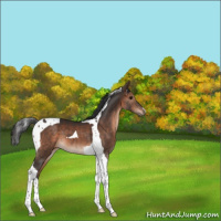 Horse Color:Brown Tobiano 