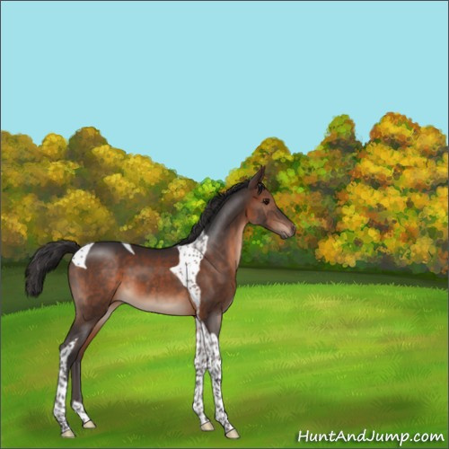 Horse Color:Brown Tobiano 