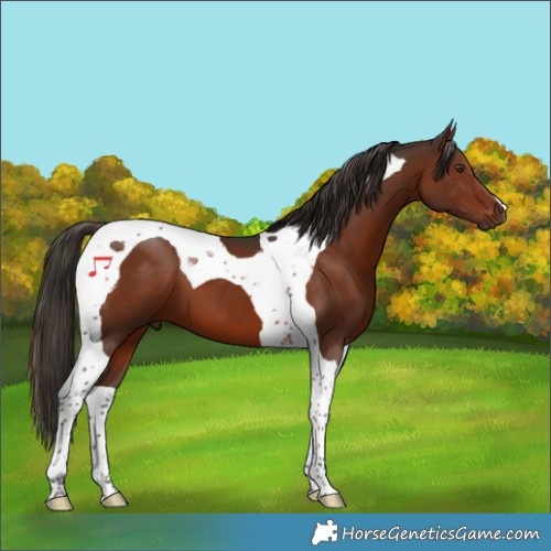 Horse Color:Liver Chestnut Tobiano 