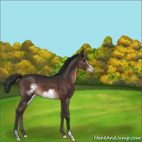 Horse Color:Brown Sabino Frame 