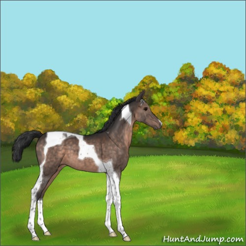 Horse Color:Brown Tobiano 