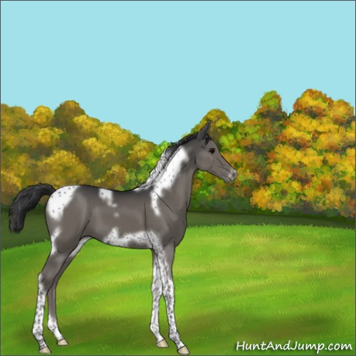 Horse Color:Black Tobiano Frame 