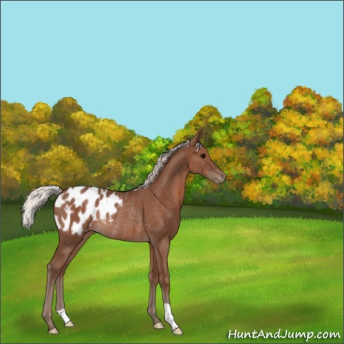 Horse Color:Silver Black Appaloosa Rabicano 