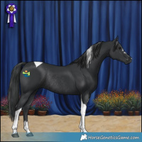 Horse Color:Black Tobiano Rabicano 