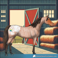 Horse Color:Bay Roan Appaloosa 