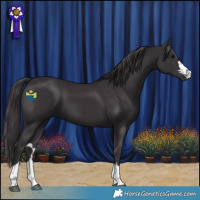 Horse Color:Smoky Black 
