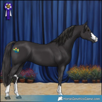 Horse Color:Smoky Black 