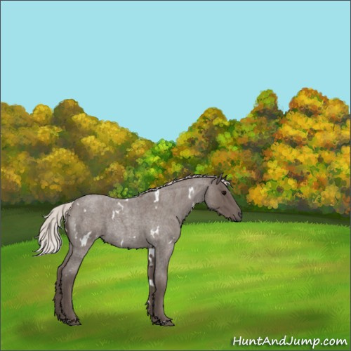 Horse Color:White Spotted Silver Blue Roan 
