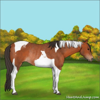Horse Color:Bay Tobiano Rabicano 