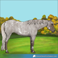 Horse Color:White Spotted Silver Blue Roan 