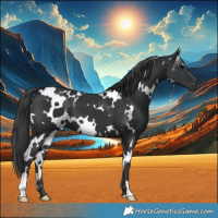 Horse Color:White Spotted Black