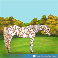 Horse Color:Chestnut Appaloosa