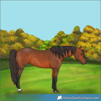 Horse Color:Bay 