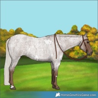 Horse Color:White Spotted Silver Blue Roan 