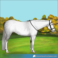 Horse Color:Gray White Spotted Liver Chestnut 