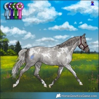 Horse Color:White Spotted Silver Blue Roan 