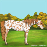 Horse Color:Chestnut Appaloosa 