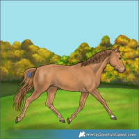 Horse Color:Chestnut Rabicano 