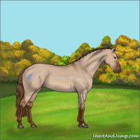 Horse Color:Red Dun 