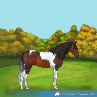 Horse Color:Brown Tobiano 