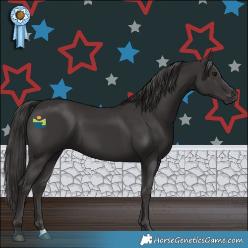 Horse Color:Smoky Black 