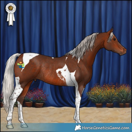 Horse Color:Silver Bay Tobiano Rabicano 