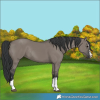 Horse Color:Grullo Rabicano 