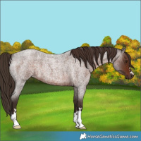 Horse Color:Liver Red Roan 