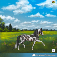 Horse Color:White Spotted Brown 