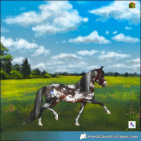 Horse Color:White Spotted Brown 