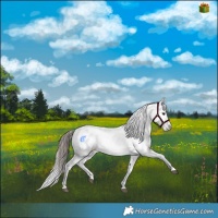 Horse Color:Brown Mushroom Sabino Appaloosa 