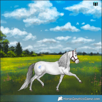 Horse Color:Brown Mushroom Sabino Appaloosa Rabicano