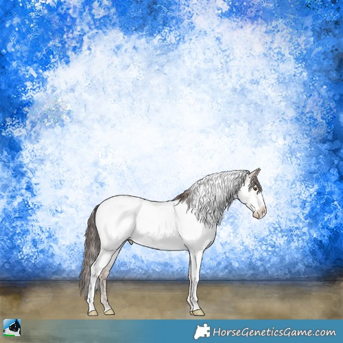 Horse Color:Classic Champagne Sabino Appaloosa 